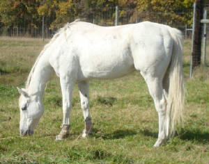 secretgreyinpasture.jpg