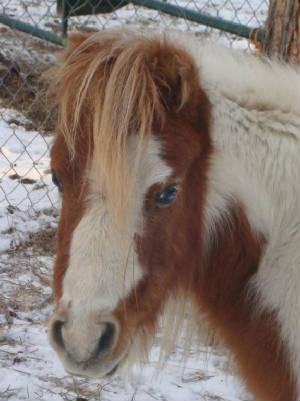 taffyponyface.jpg