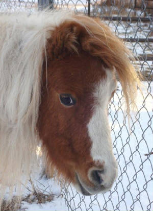 taffyponyfaceside.jpg