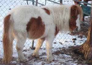 taffyponyright.jpg