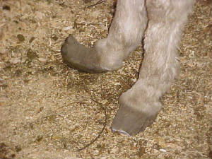 donkeyfeet2010.jpg